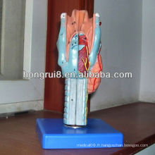 Modèle anatomique ISO Laryngé, modèle Larynx médical, modèle de larynx humain
